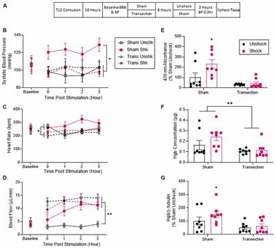 Contribution of Brain Processes to Tissue Loss After Spinal Cord Injury: Does a Pain-Induced Rise in Blood Pressure Fuel Hemorrhage?